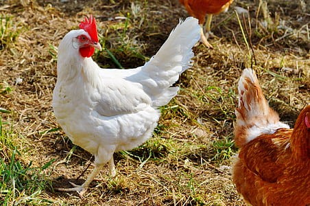 white hen thumbnail