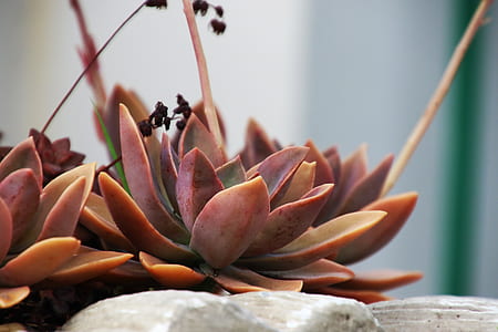 Red Succulents thumbnail