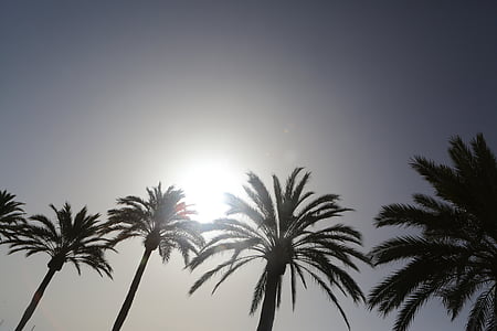 silhouette of coconut trees at daytime thumbnail
