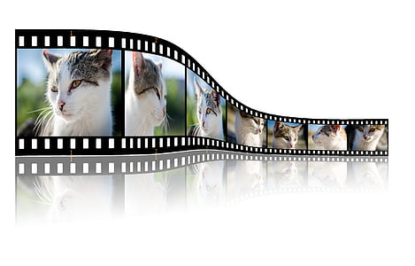 cat photo film thumbnail