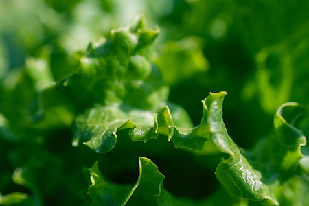 Lettuce thumbnail