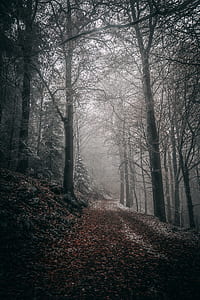 dark forest photography thumbnail