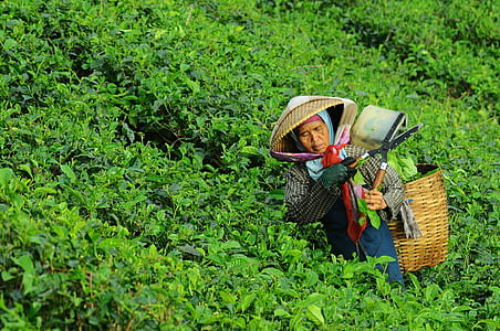 woman carrying basket pruning green leaf plants thumbnail