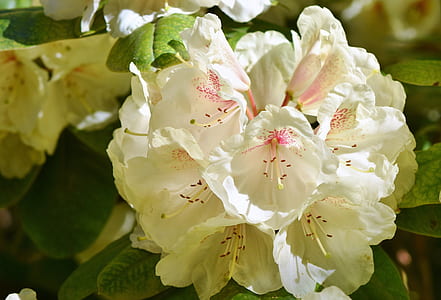 close up photo of white rhododendron flowers thumbnail