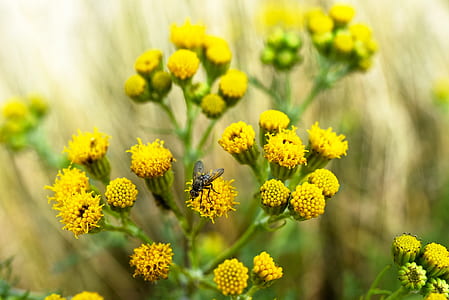 closeup photography of yellow clustered petal flowers thumbnail