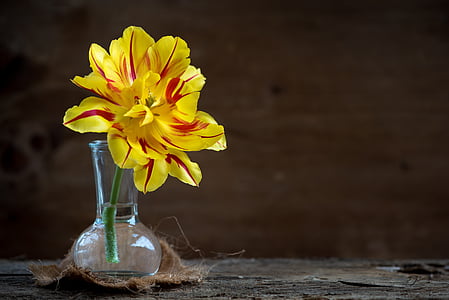 yellow and red tulip in clear glass vase thumbnail
