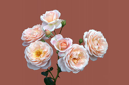 photo of pink-and-white petaled flowers thumbnail