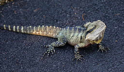 green Iguana on road thumbnail