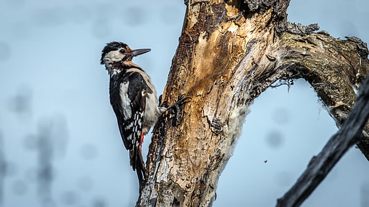 brown bird on tree branch thumbnail