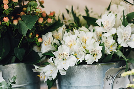 white Peruvian lilies in gray metal bucket thumbnail
