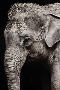 grayscale photo of elephant thumbnail