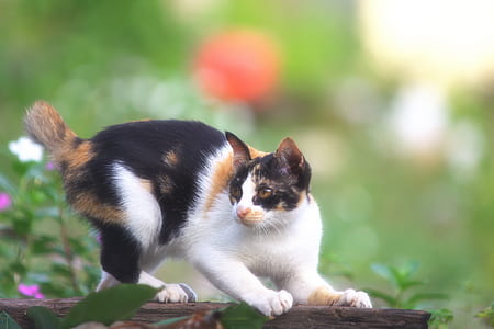 animal, pet, eyes, blur thumbnail