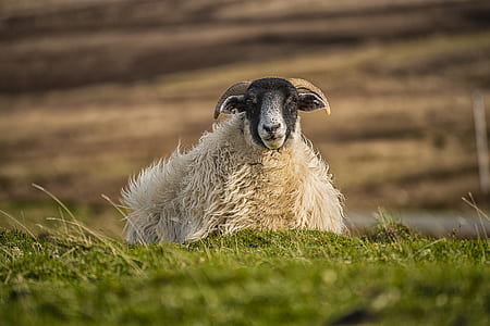 white sheep thumbnail