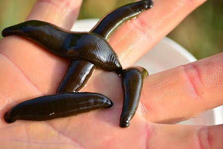 four black leeches on human hand thumbnail