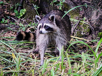 black raccoon thumbnail