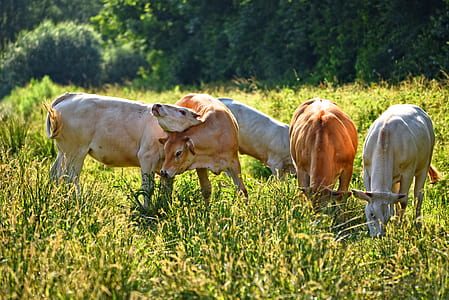 five brown and white cattle on field at daytime thumbnail