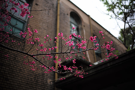shallow focus photo of pink flowers thumbnail