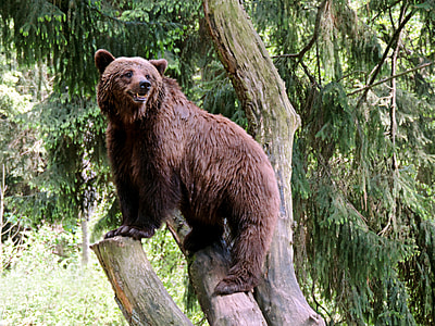grizzly bear on top of tree branch during daytime thumbnail