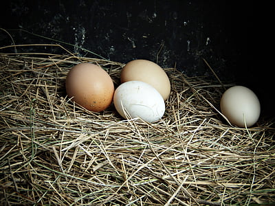 closeup photo of four eggs on nest thumbnail