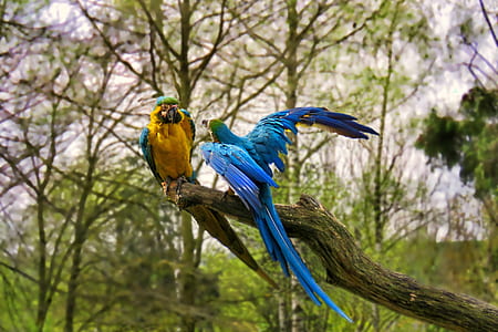 two yellow and blue parrots on tree branch thumbnail