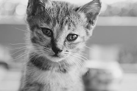 grayscale photo of kitten thumbnail