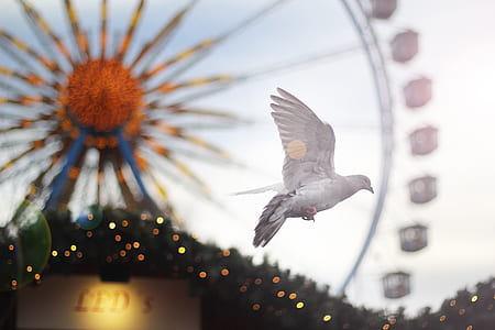 shallow focus photo of pigeon flyring thumbnail