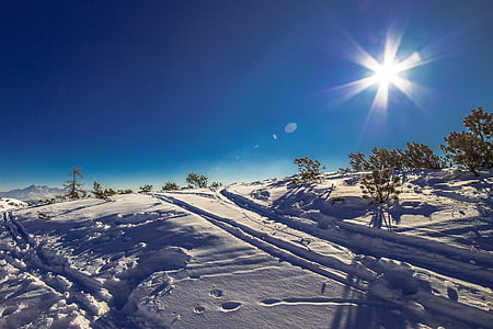 snowfield with trees during daytime thumbnail