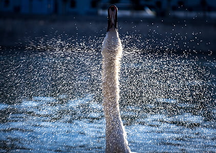 swan neck thumbnail