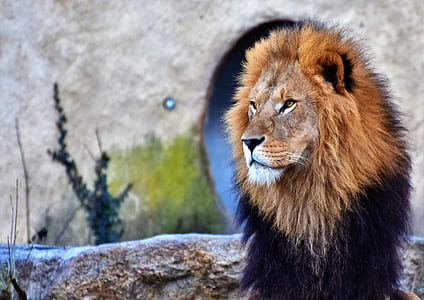 closeup photography of lion thumbnail