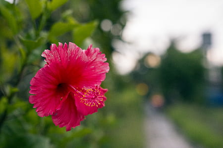 selective focus photo of pink hibiscus flower thumbnail