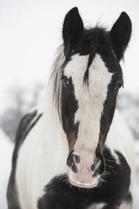 white and black horse thumbnail