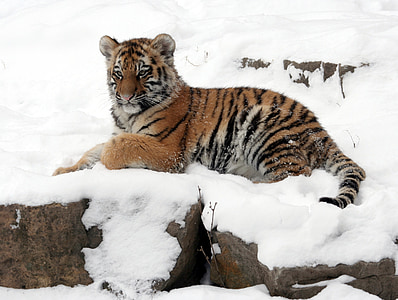 tiger on snowy mountain thumbnail