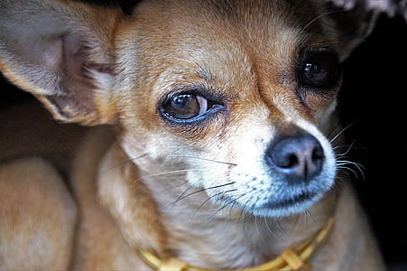 adult brown chihuahua thumbnail
