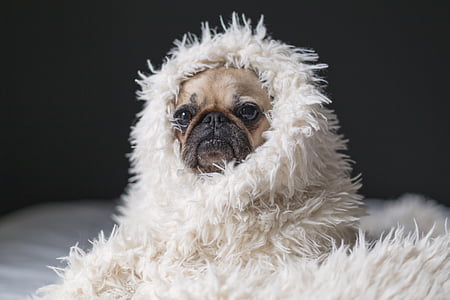 adult fawn Chinese pug covered by white textile thumbnail
