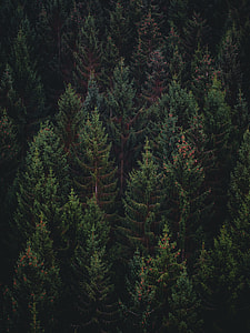 aerial photography of green pine trees thumbnail
