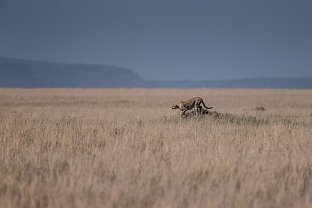 jaguar on brown farm thumbnail