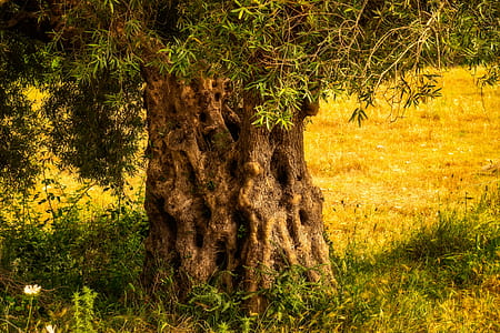 green leafed tree thumbnail