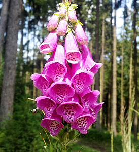 purple foxglove flower at daytime near tall trees thumbnail