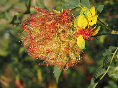 Plant Galle, Sleeping Rose Apple thumbnail
