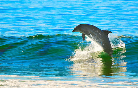 dolphin jumping on body of water at daytime thumbnail