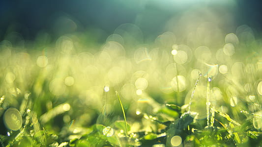 Close-up Photography of Green Leafed Plants thumbnail