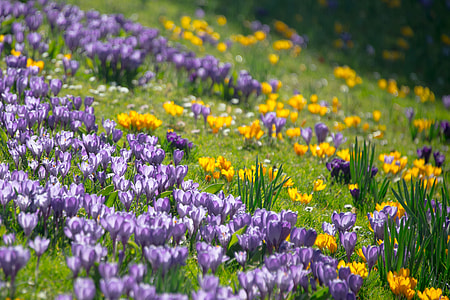 field of yellow and purple flowers thumbnail