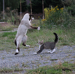 Siamese cat and tabby cat fighting each other in the yard during daytime thumbnail