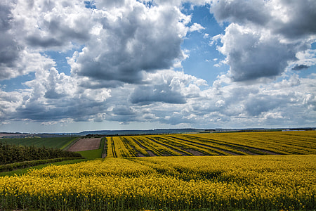 Landscape shot of a yellow field in Devon, England thumbnail