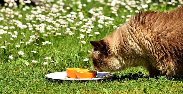 brown cat smelling orange citrus fruit thumbnail