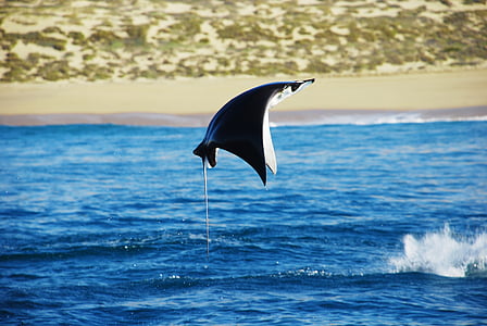 sting ray on flight thumbnail