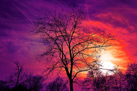 black tree thumbnail