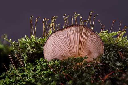 green plant thumbnail