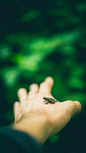 selective focus photo of frog on person's hand thumbnail