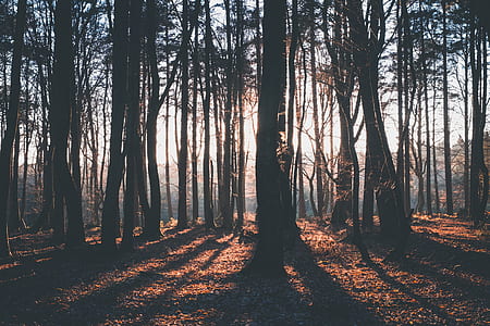 forest facing sunrise thumbnail